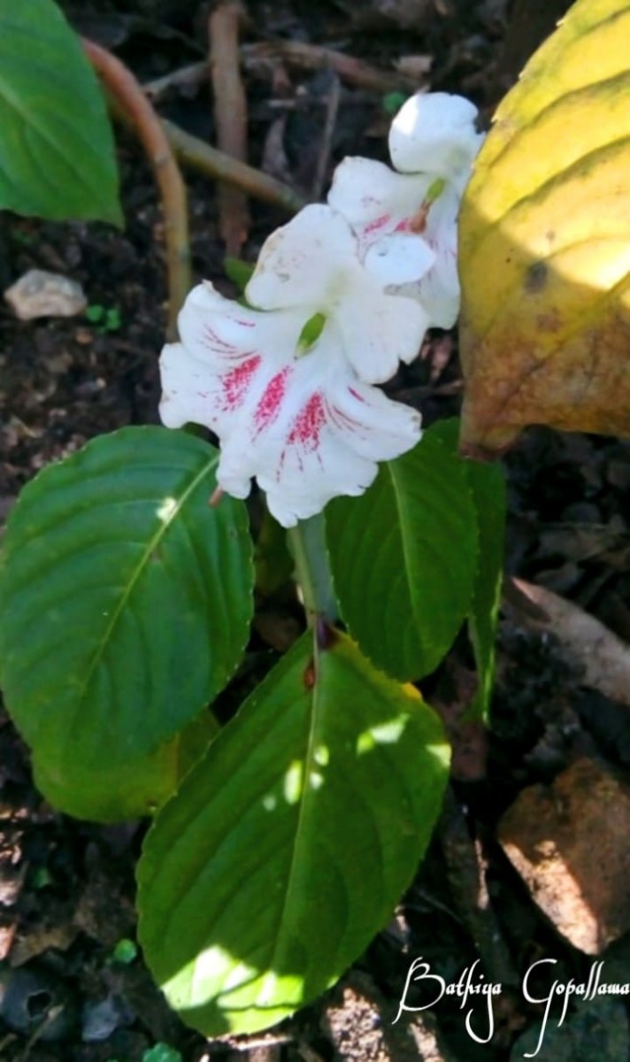 Impatiens grandis B.Heyne